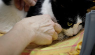 Detectan el primer caso de un gato infectado por coronavirus en España
