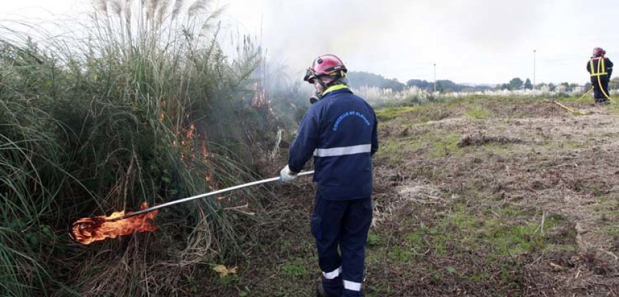 Oleiros experimenta en Iñás su nuevo método para eliminar los plumachos