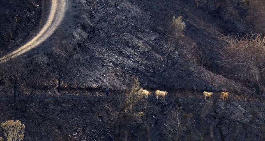 Feijóo anunciará reformas estructurales para reducir los incendios en el monte