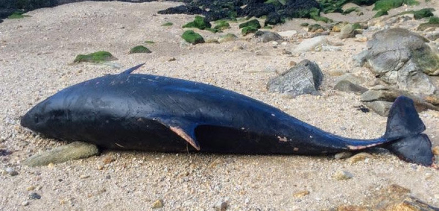 La Cemma retirará hoy un delfín muerto que apareció varado en el puerto de Sorrizo