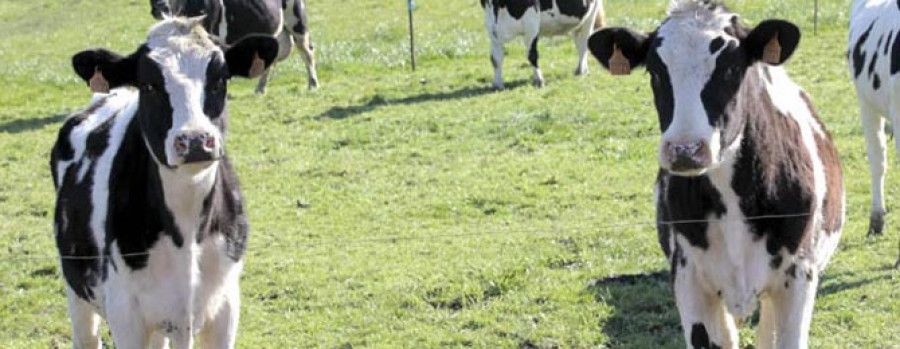 El Gobierno destinará 1,5 millones de euros a avalar créditos de productores lácteos