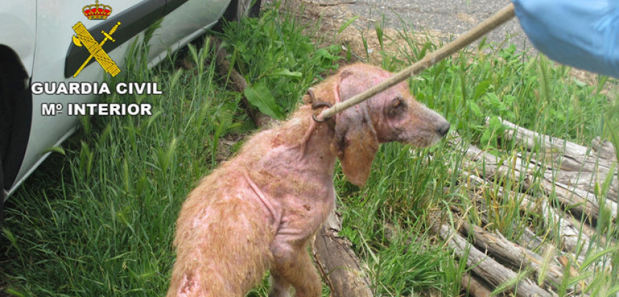 Detienen a un vecino de Soutomaior por maltrato animal  a quince perros