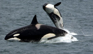 Nace una aplicación para el registro de avistamientos de orcas en tiempo real