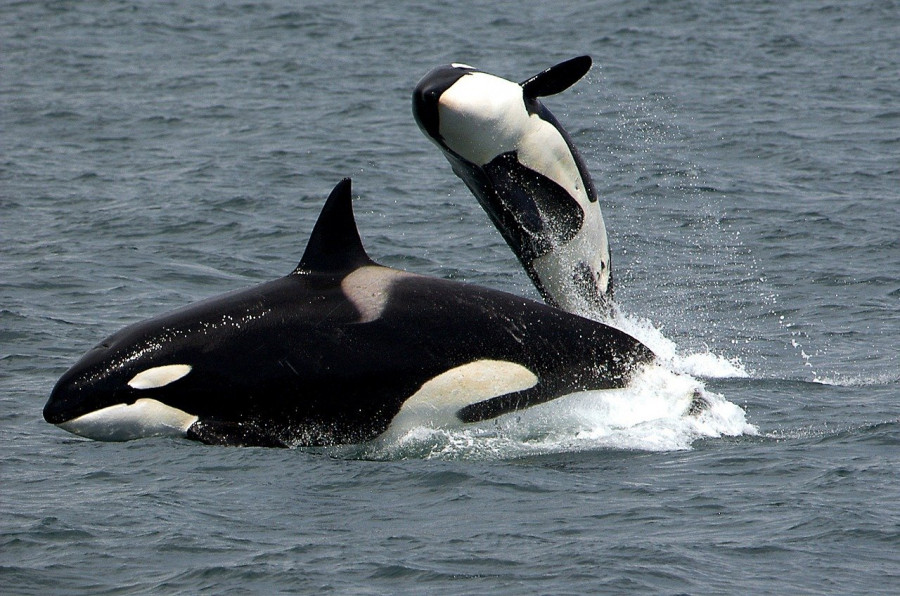 Un grupo de orcas ataca a otro velero mientras navegaba de madrugada al noroeste de A Coruña