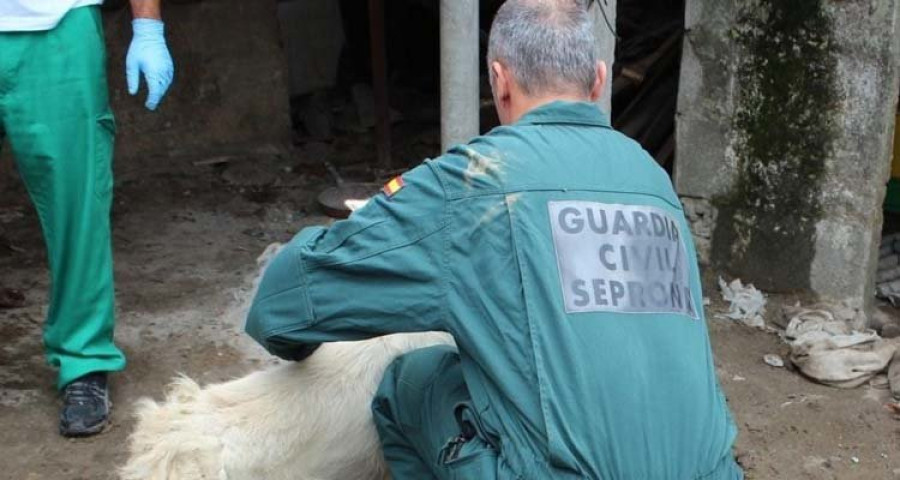 Hallados en una finca de Rianxo 25 animales en condiciones deplorables