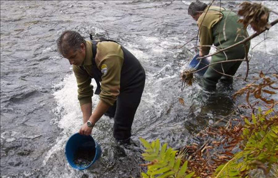 La Xunta evaluará el impacto de las jaulas experimentales de cría de salmón