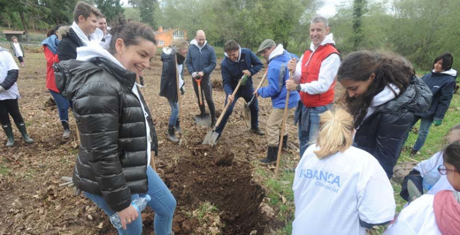 “Un árbol nuevo” de Abanca reforesta Miño y As Neves 
con más de mil ejemplares