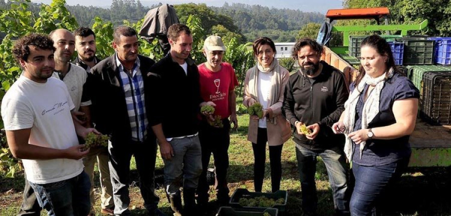 La Xunta cede uva a los cosecheros de la comarca de Betanzos para paliar las pérdidas debidas a las heladas