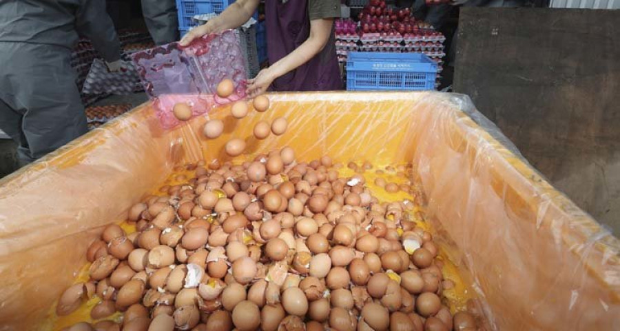 Localizan una partida de cincuenta kilos de huevo en polvo con fipronil en Cataluña