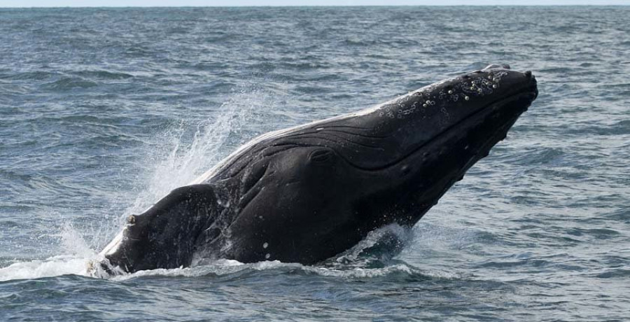 Abrolhos, la “cuna” de  las ballenas jorobadas en  el Atlántico sur