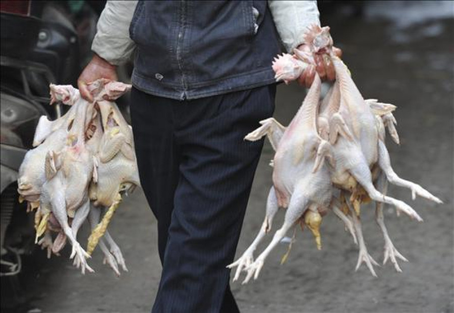 Shanghái confirma la presencia del virus H7N9 en más mercados de aves vivas