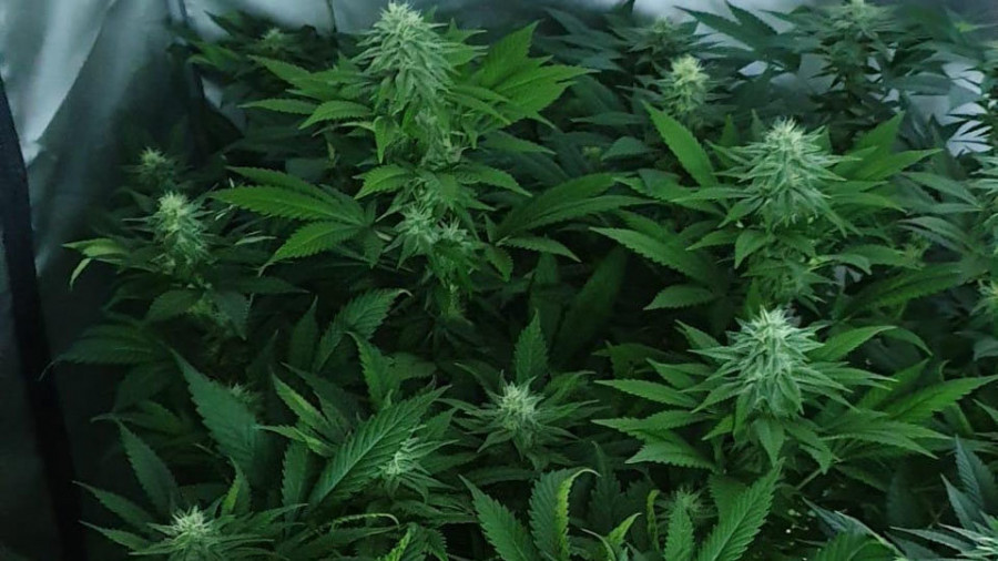 Dos detenidos y 350 plantas de marihuana intervenidas  en una vivienda de Abegondo