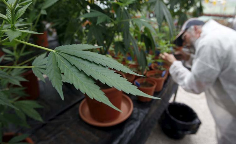 Juzgan a cuatro jóvenes que crearon una asociación en Culleredo para cultivar y vender marihuana