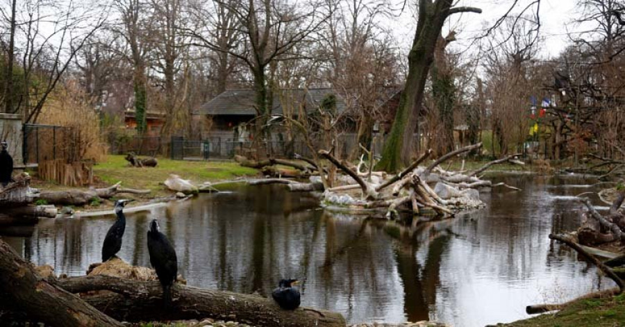 El zoo de Viena sacrifica a 20 pelícanos tras detectar el virus de la gripe aviar