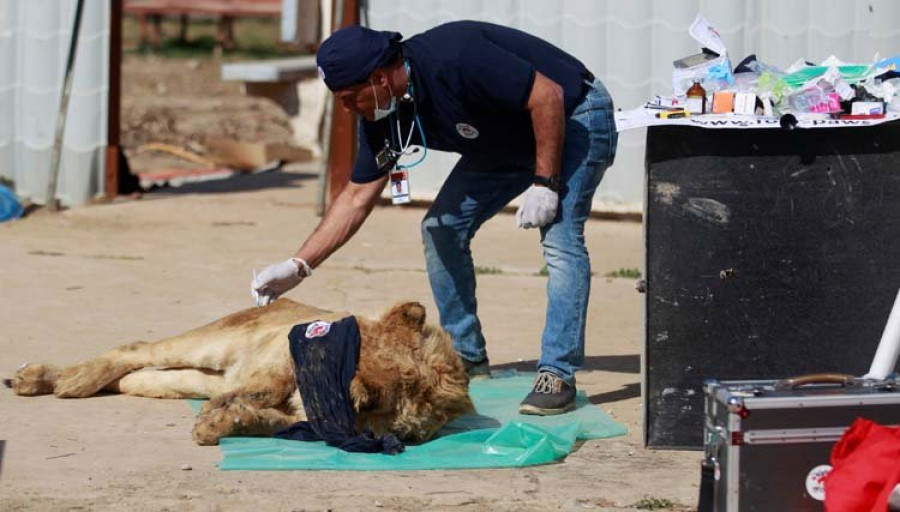 Un león y un oso son los dos únicos supervivientes del zoo de Mosul