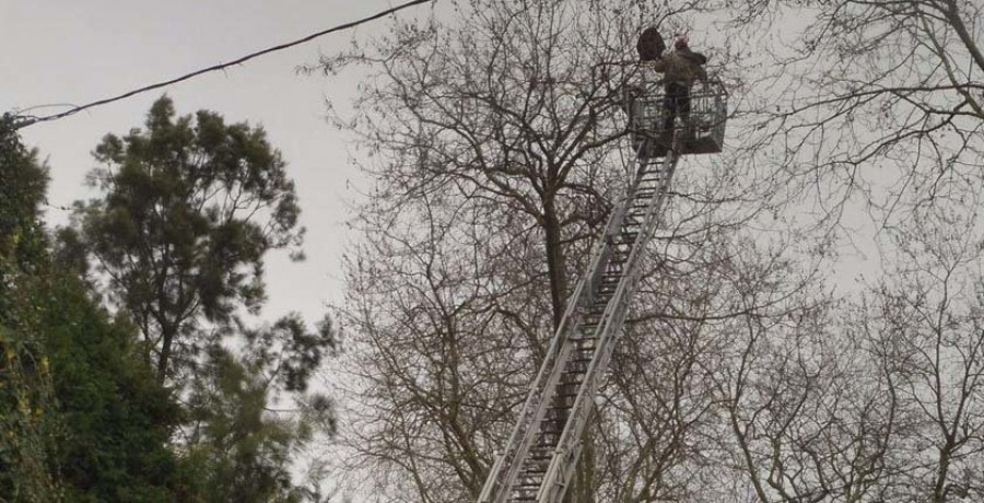 Los servicios de emergencia de Oleiros retiran una media de 15 colmenas de velutina al día