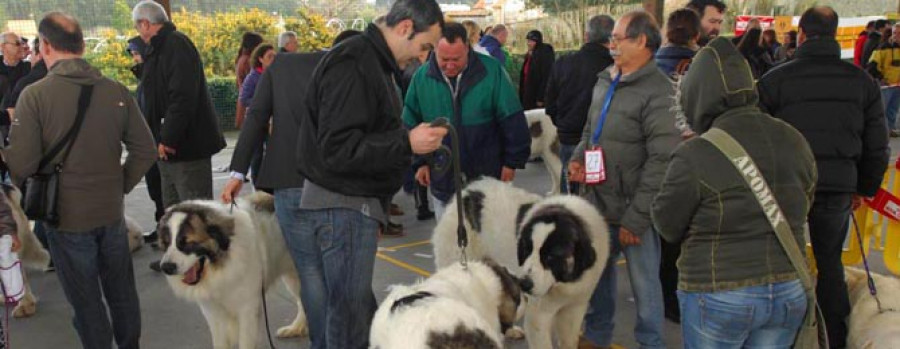 Decenas de mastines del Pirineo compiten en Dexo por ganar la exposición monográfica internacional