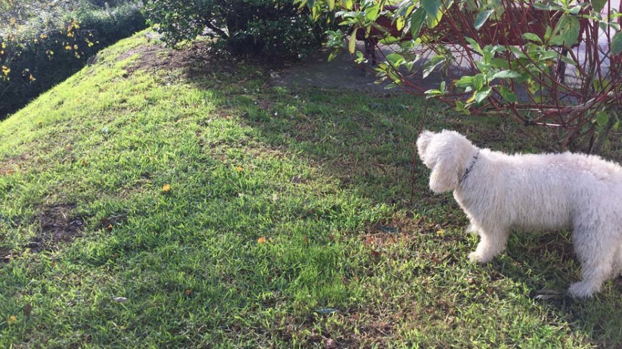 Cientos de vecinos reclaman un parque canino en el paseo arteixán