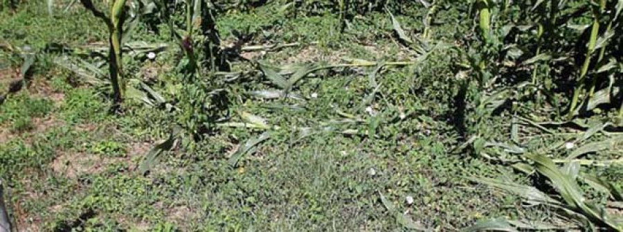 La proliferación  de jabalíes alarma  a los agricultores