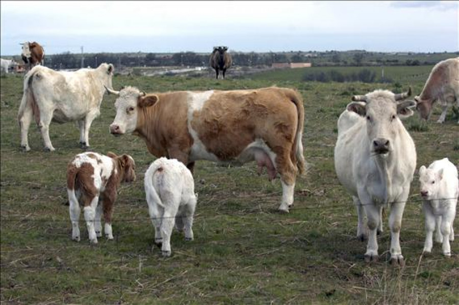 Galicia, la cuarta autonomía en solicitar primas por la vaca nodriza en 2012