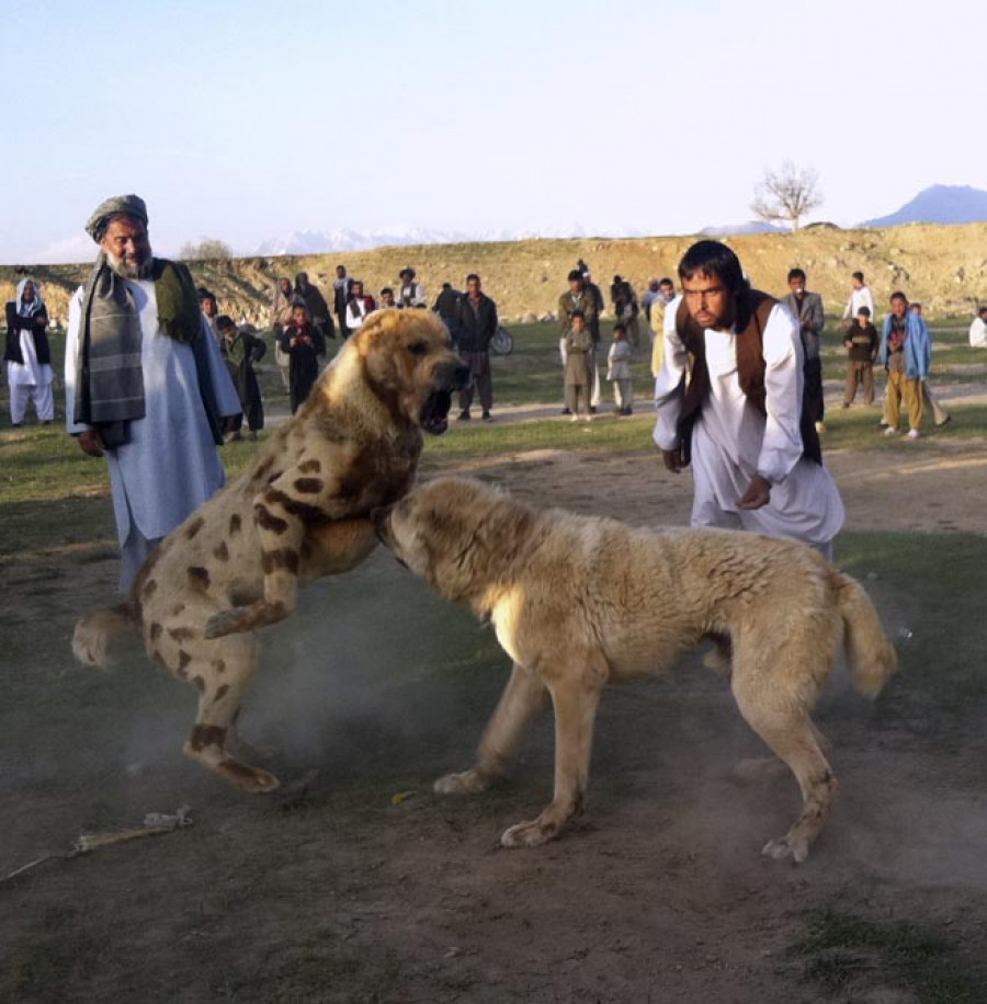 Pasión y negocio en las peleas de perros