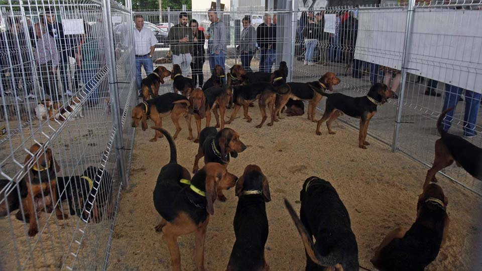 Decenas de aficionados a los perros de caza se dan cita en el recinto ferial de Abegondo