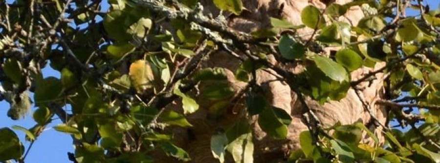 Bergondo urge a retirar los nidos de avispa asiática y advierte de  las dimensiones del de Miodelo