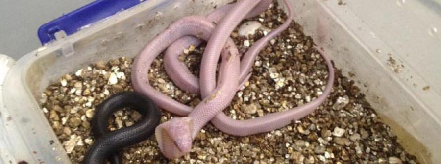 Nacen 25 crías de cobra y serpiente de cascabel en el Zoo Aquarium de Madrid