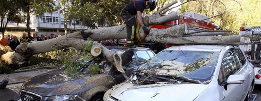 La caída de un árbol obliga  a cortar una avenida en Vigo