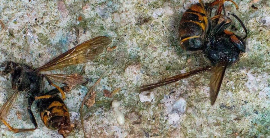 El tamaño, el color, la forma del nido y su colocación son clave para identificar a la avispa velutina