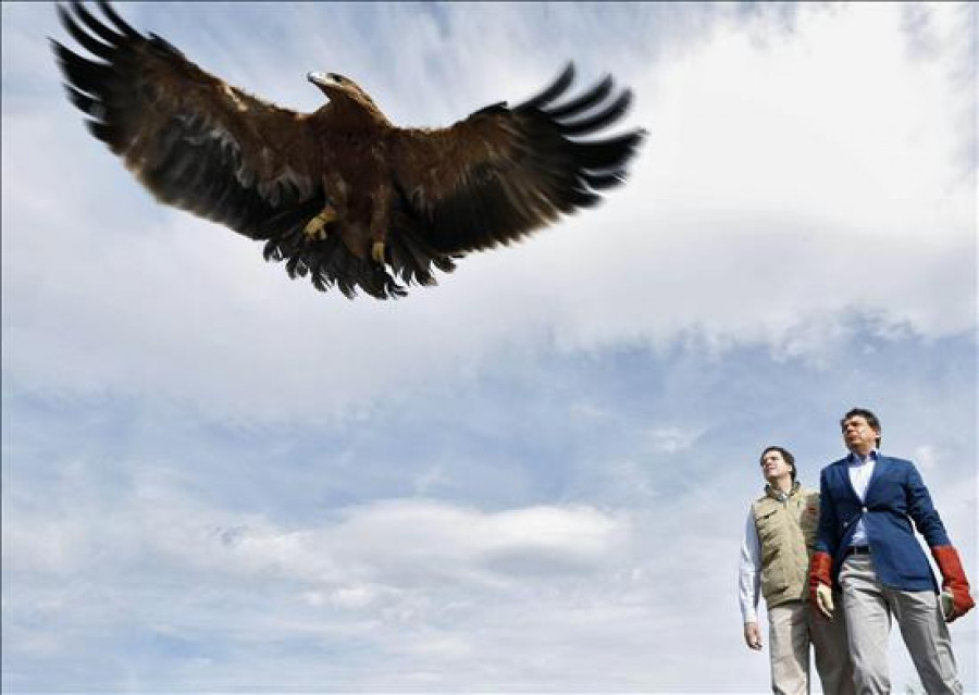 Un águila imperial salvada en Barajas vuela libre ya por la sierra madrileña