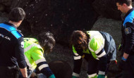 Aparece el cadáver de un delfín entre  las rocas de la playa de As Lagoas