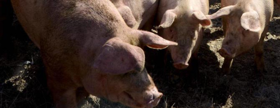 Tres hombres roban unos  200 cerdos y una veintena de cabezas de ganado de vacuno