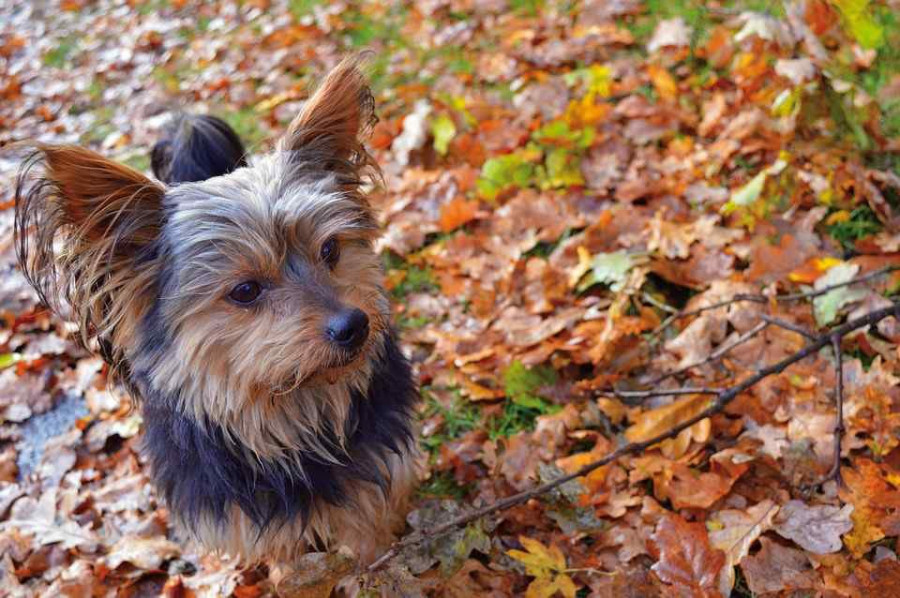 Enfrentados por la custodia de su perro