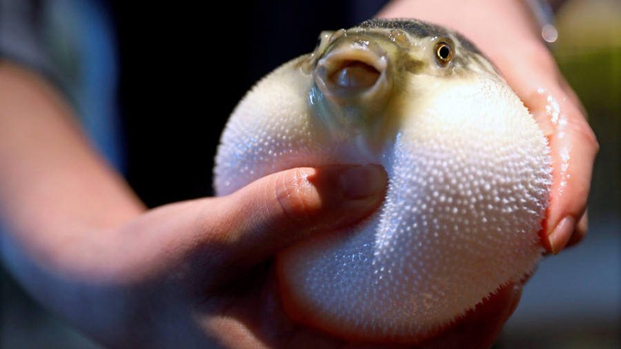 El pez globo, un lujo ya sin riesgo de muerte en China