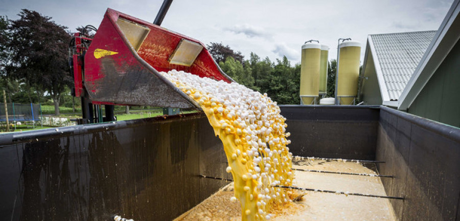 La crisis de los huevos contaminados ya afecta a siete países europeos