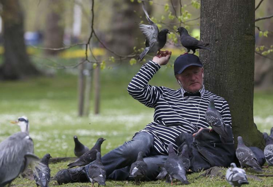 Detectan que los pájaros pueden dormir en vuelo