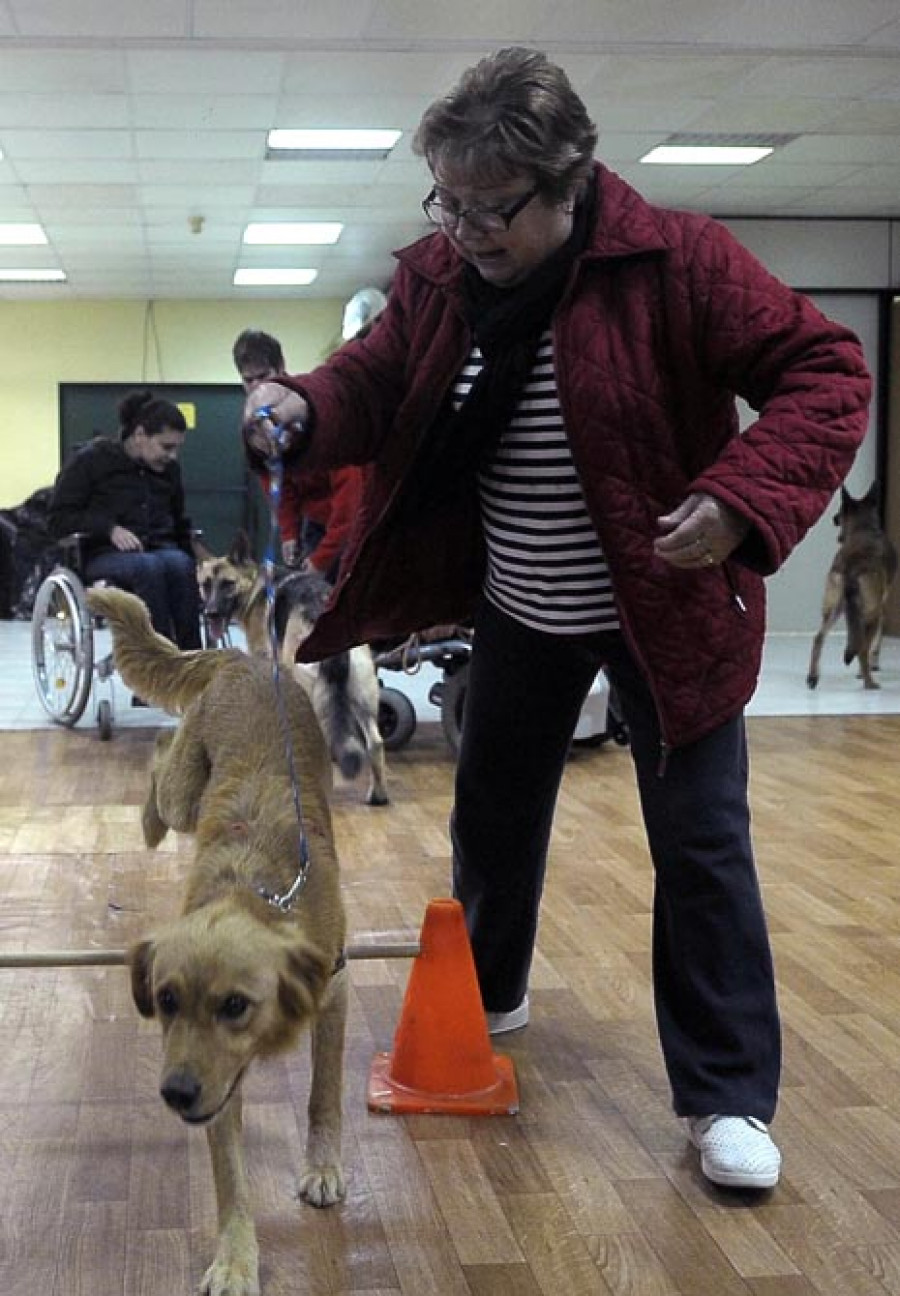 Enseñando a los perros a salvar los obstáculos que sus dueños no pueden