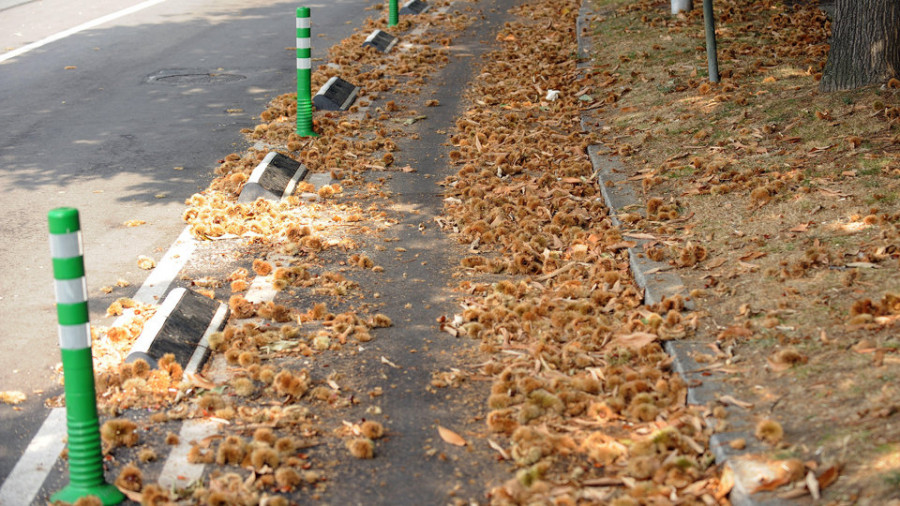 El carril bici está casi inutilizado en la zona de Elviña por la cantidad de castañas caídas