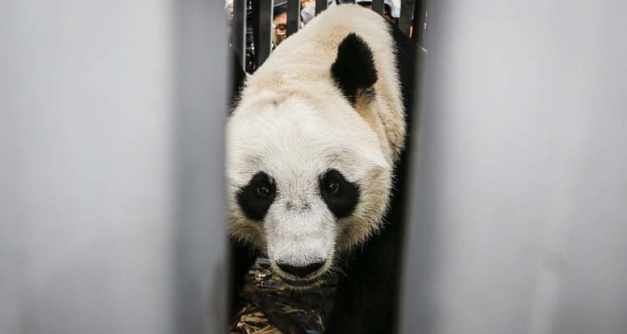 Dos pandas gigantes llegan a Indonesia prestados por China