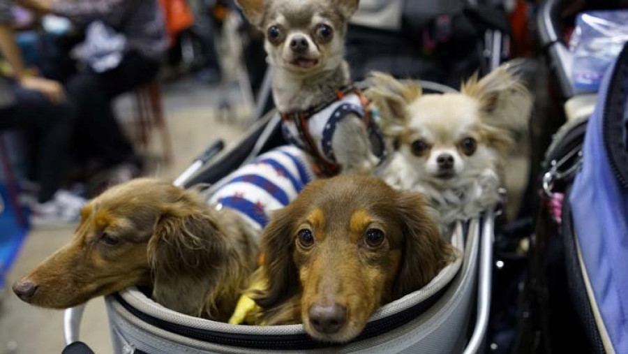 La presencia de mascotas en el trabajo reduce el estrés