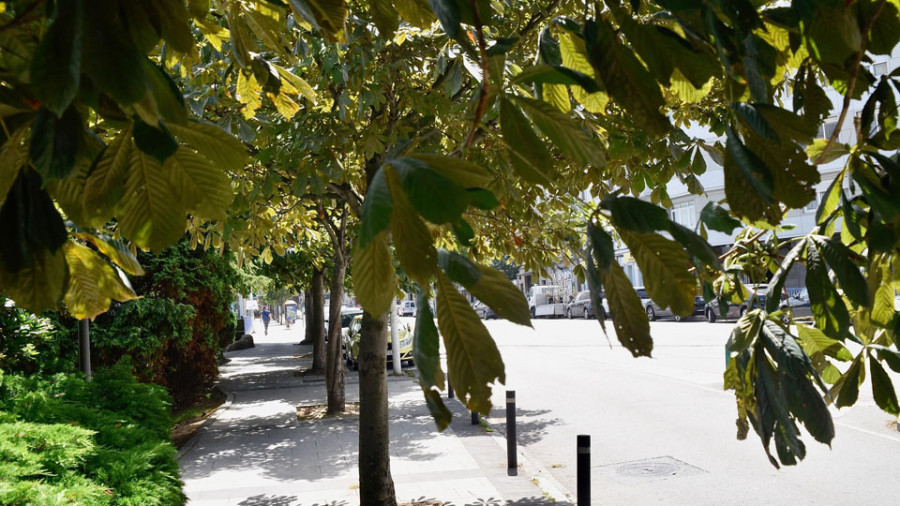 María Pita recortará unos árboles que invaden la acera en la avenida de Oza