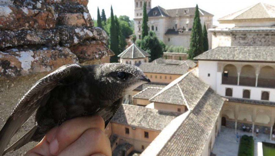 la alhambra triunfa con su iniciativa para evitar los daños de los vencejos