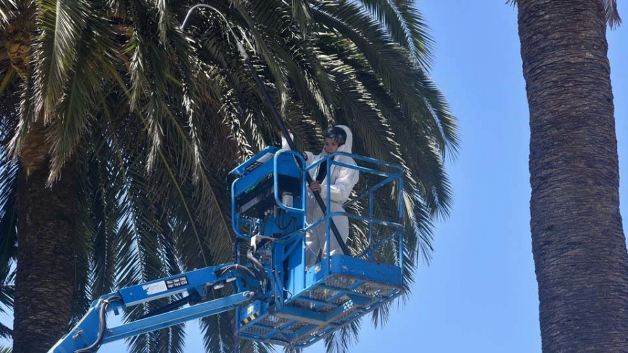 Comienzan los trabajos para evitar la llegada del picudo rojo a las palmeras