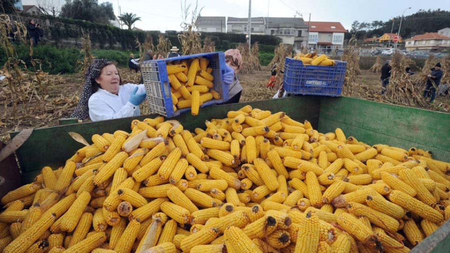 Lañas resiste a la lluvia  y ensalza su tradición con la esfolla