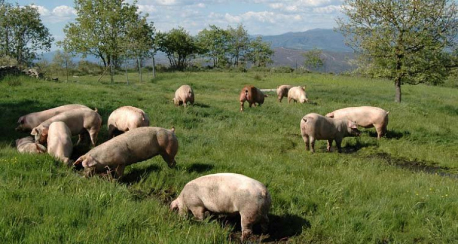 Coren incrementa un 30% las ventas de  su carne de cerdo alimentado con castañas