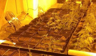 La Policía detiene a la directiva de una sociedad dedicada al cannabis