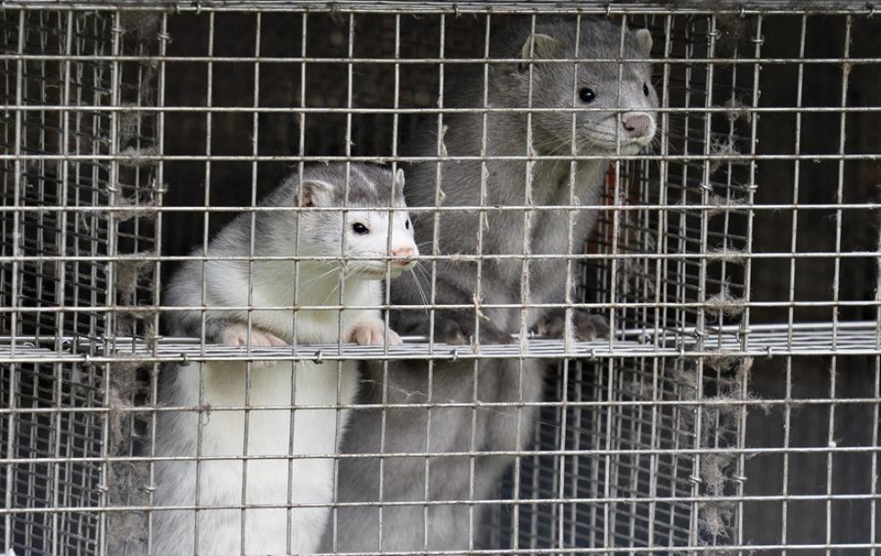 Criadores de visón defienden los protocolos de 