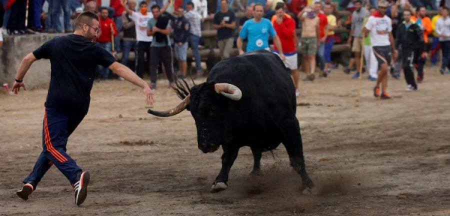 Tordesillas celebra su primer Toro de la Peña con tensión pero menor que en el de la Vega