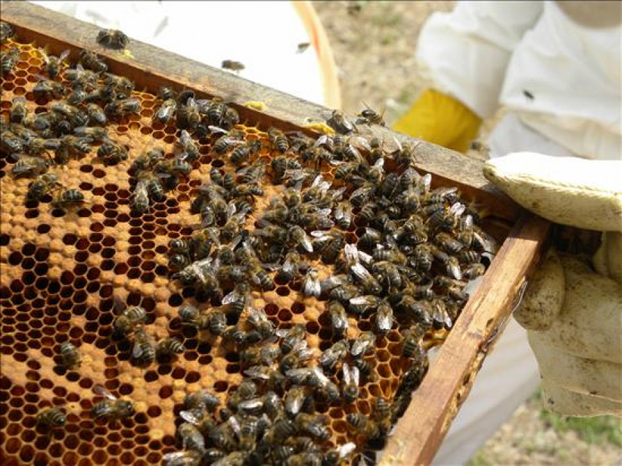 El riesgo de alergia aumenta tras la segunda picadura de insectos, según un alergólogos